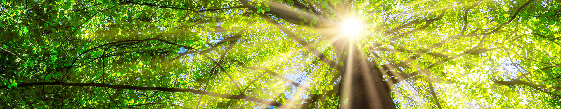 nachhaltiges Bauen nachhaltiges Bauen für eine bessere Zukunft mit den Baustoffen von HIRSCH Porozell - Naturmotiv Wald